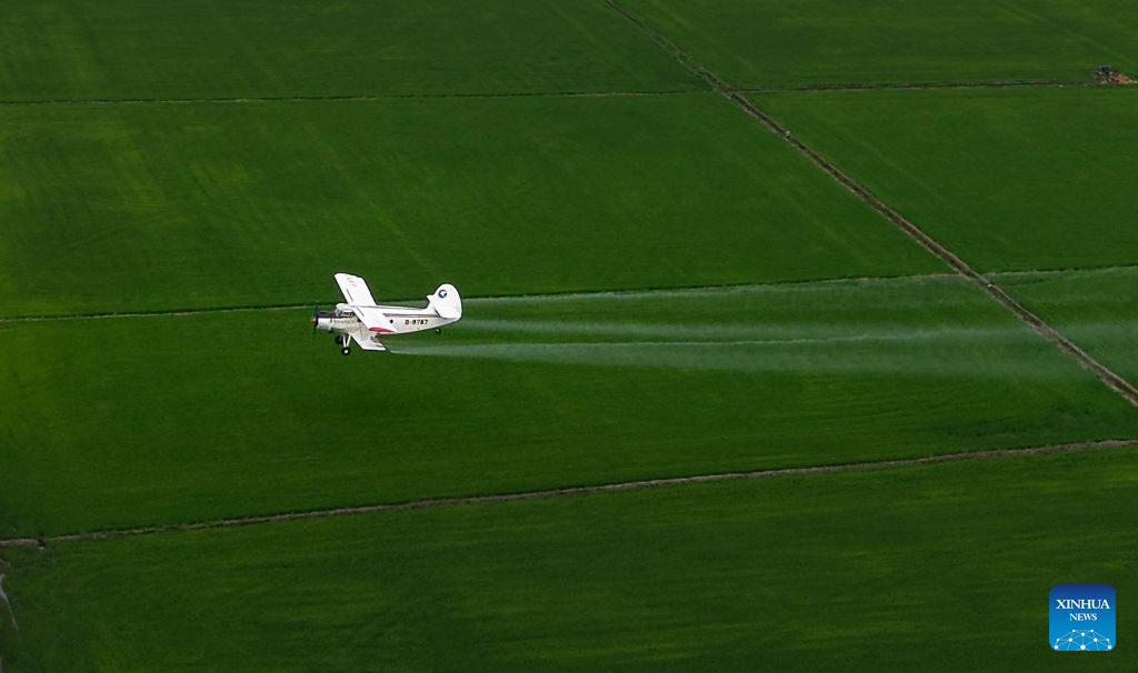 Foto dron yang diambil pada 14 Julai 2026 ini menunjukkan sebuah pesawat pertanian menjalankan operasi perlindungan tanaman dari udara di sebuah ladang Beidahuang Group di provinsi Heilongjiang, timur laut China. (Photo by Huang Yongxing/Xinhua)