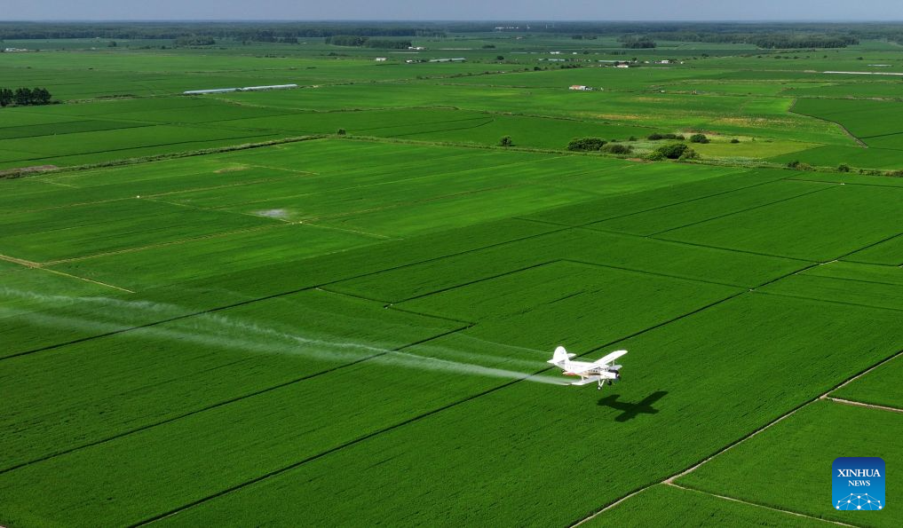 Foto dron yang diambil pada 14 Julai 2026 ini menunjukkan sebuah pesawat pertanian menjalankan operasi perlindungan tanaman dari udara di sebuah ladang Beidahuang Group di provinsi Heilongjiang, timur laut China. (Photo by Huang Yongxing/Xinhua)