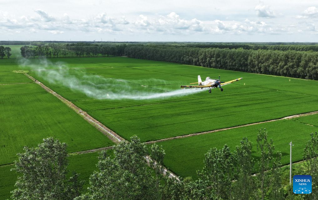 Foto dron yang diambil pada 14 Julai 2026 ini menunjukkan sebuah pesawat pertanian menjalankan operasi perlindungan tanaman dari udara di sebuah ladang Beidahuang Group di provinsi Heilongjiang, timur laut China. (Photo by Huang Yongxing/Xinhua)