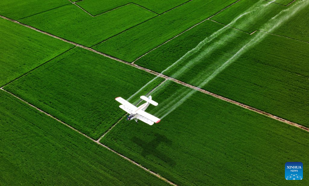 Foto dron yang diambil pada 14 Julai 2026 ini menunjukkan sebuah pesawat pertanian menjalankan operasi perlindungan tanaman dari udara di sebuah ladang Beidahuang Group di provinsi Heilongjiang, timur laut China. (Photo by Huang Yongxing/Xinhua)