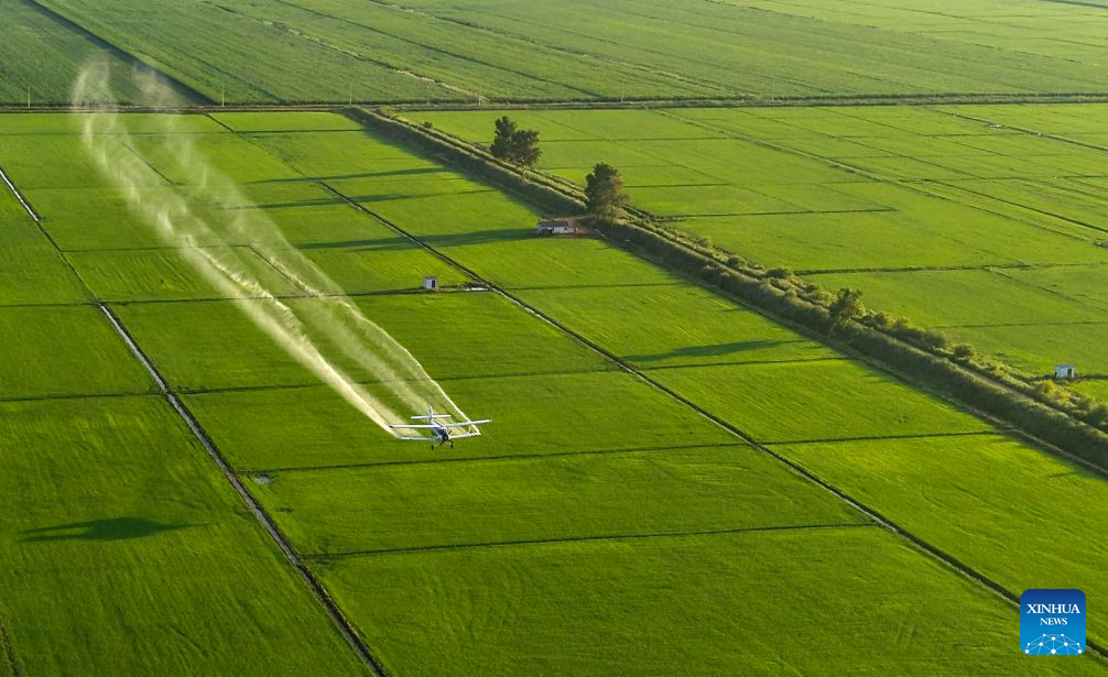Foto dron yang diambil pada 14 Julai 2026 ini menunjukkan sebuah pesawat pertanian menjalankan operasi perlindungan tanaman dari udara di sebuah ladang Beidahuang Group di provinsi Heilongjiang, timur laut China. (Photo by Huang Yongxing/Xinhua)