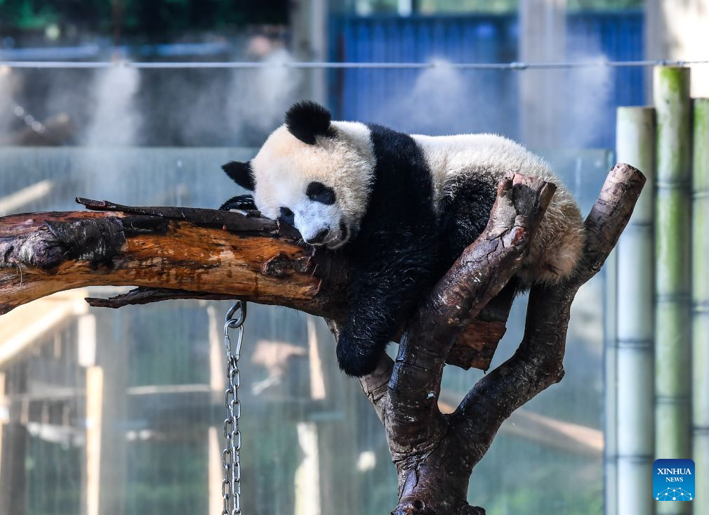 Seekor panda gergasi duduk di tepi alat penyembur kabus air di Zoo Chongqing di bandar Chongqing, barat daya China, 23 Julai 2026. Zoo tersebut telah mengikhtiarkan pelbagai cara untuk membantu haiwan menyejukkan dan menyelesakan badan pada musim panas ini. (Xinhua/Tang Yi)