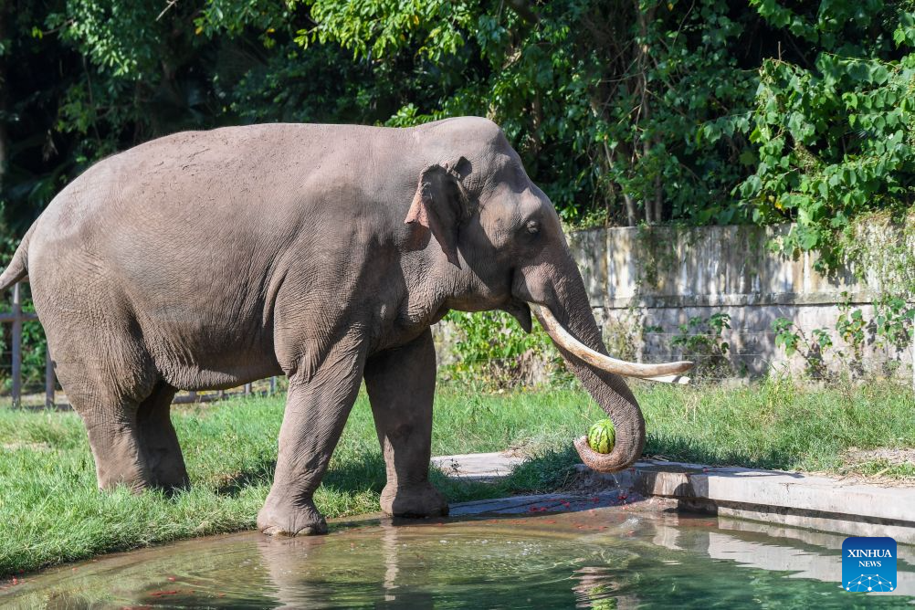 Seekor gajah menikmati tembikai di Zoo Chongqing di bandar Chongqing, barat daya China, 23 Julai 2026. Zoo tersebut telah mengikhtiarkan pelbagai cara untuk membantu haiwan menyejukkan dan menyelesakan badan pada musim panas ini. (Xinhua/Tang Yi)