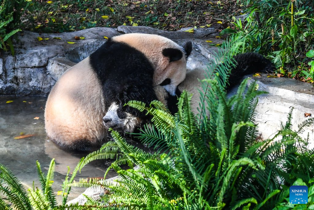 Panda gergasi menyejukkan badan dalam kolam di Zoo Chongqing di bandar Chongqing, barat daya China, 23 Julai 2026. Zoo tersebut telah mengikhtiarkan pelbagai cara untuk membantu haiwan menyejukkan dan menyelesakan badan pada musim panas ini. (Xinhua/Tang Yi)
