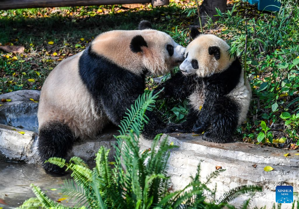 Panda gergasi menyejukkan badan di tepi kolam di Zoo Chongqing di bandar Chongqing, barat daya China, 23 Julai 2026. Zoo tersebut telah mengikhtiarkan pelbagai cara untuk membantu haiwan menyejukkan dan menyelesakan badan pada musim panas ini. (Xinhua/Tang Yi)