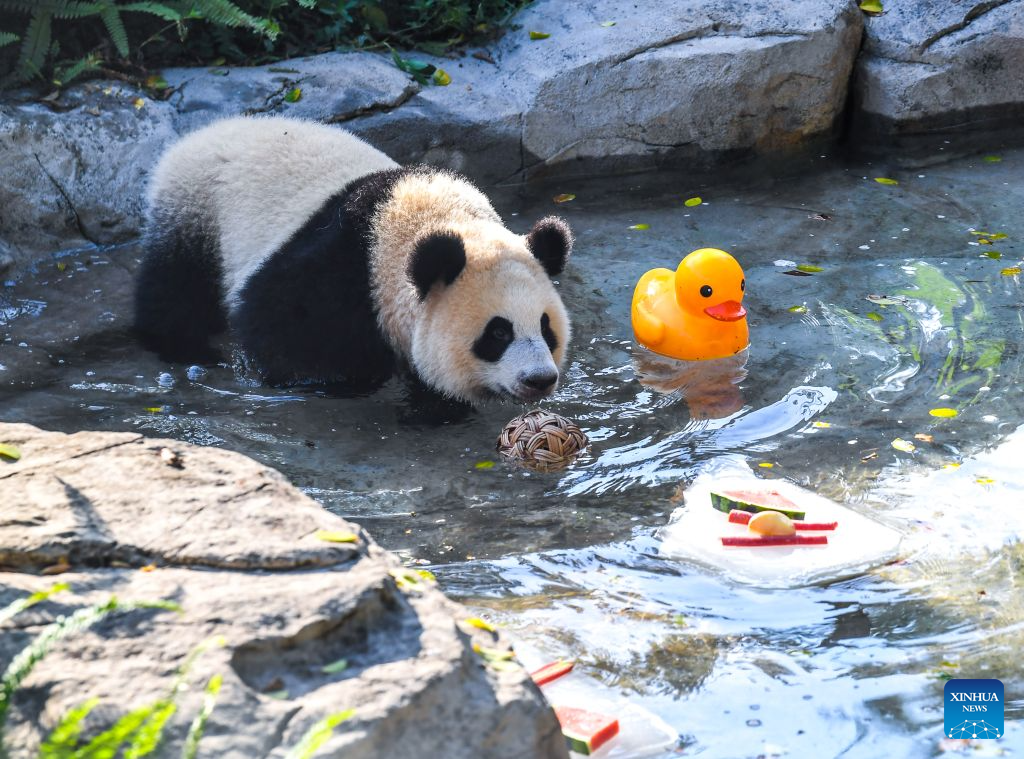 Seekor panda gergasi menyejukkan badan dalam kolam di Zoo Chongqing di bandar Chongqing, barat daya China, 23 Julai 2026. Zoo tersebut telah mengikhtiarkan pelbagai cara untuk membantu haiwan menyejukkan dan menyelesakan badan pada musim panas ini. (Xinhua/Tang Yi)