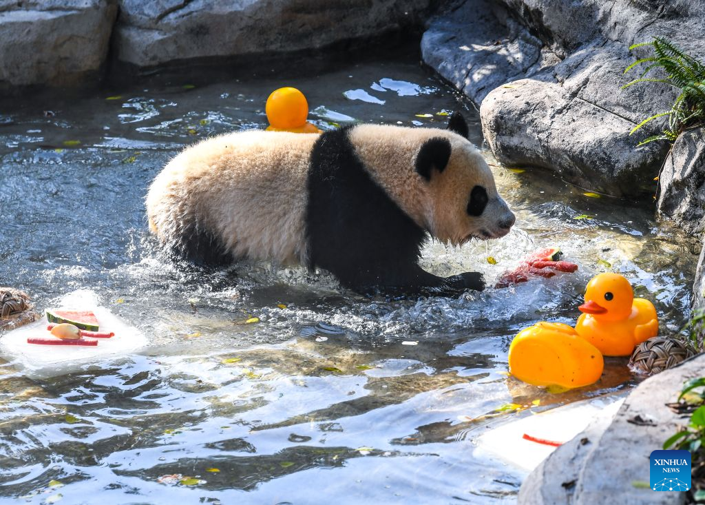 Seekor panda gergasi menyejukkan badan dalam kolam di Zoo Chongqing di bandar Chongqing, barat daya China, 23 Julai 2026. Zoo tersebut telah mengikhtiarkan pelbagai cara untuk membantu haiwan menyejukkan dan menyelesakan badan pada musim panas ini. (Xinhua/Tang Yi)
