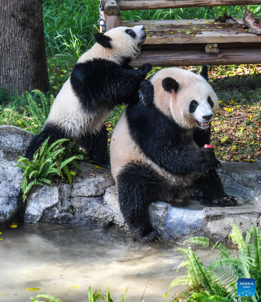 Panda gergasi menyejukkan badan di tepi kolam di Zoo Chongqing di bandar Chongqing, barat daya China, 23 Julai 2026. Zoo tersebut telah mengikhtiarkan pelbagai cara untuk membantu haiwan menyejukkan dan menyelesakan badan pada musim panas ini. (Xinhua/Tang Yi)