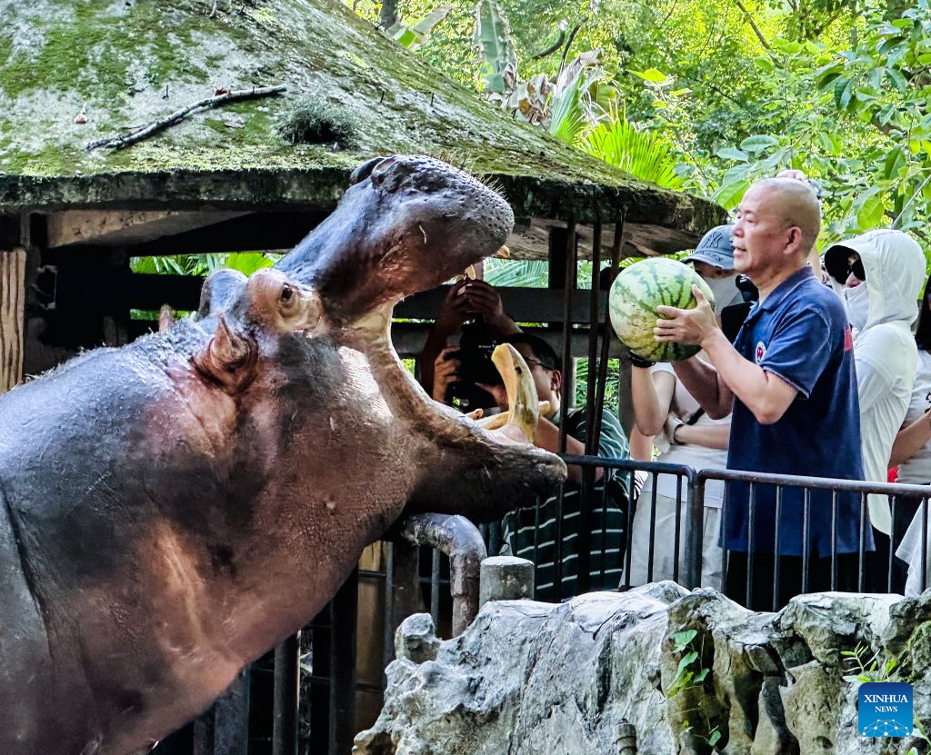 Seorang penjaga memberi badak air makan tembikai di Zoo Chongqing di bandar Chongqing, barat daya China, 23 Julai 2026. Zoo tersebut telah mengikhtiarkan pelbagai cara untuk membantu haiwan menyejukkan dan menyelesakan badan pada musim panas ini. (Xinhua/Yang Ke)