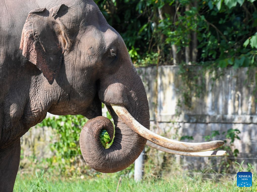 Seekor gajah menikmati tembikai di Zoo Chongqing di bandar Chongqing, barat daya China, 23 Julai 2026. Zoo tersebut telah mengikhtiarkan pelbagai cara untuk membantu haiwan menyejukkan dan menyelesakan badan pada musim panas ini. (Xinhua/Tang Yi)