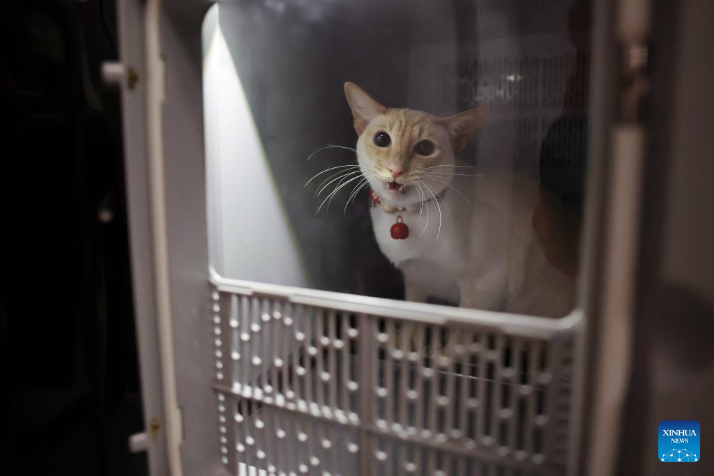 Seekor kucing menunggu di dalam bekas pengangkutan di tempat penyerahan haiwan kesayangan Stesen Kereta Api Barat Lanzhou, provinsi Gansu, barat laut China, 1 Februari 2026. (Xinhua/Chen Bin)