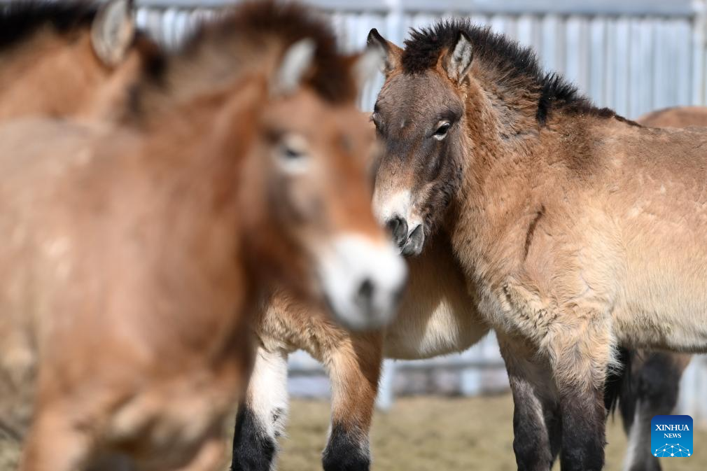 Kuda Przewalski di pangkalan pembiakan kuda Przewalski di Pusat Pelindungan Haiwan Terancam Gansu, bandar Wuwei, provinsi Gansu, barat laut China, 3 Februari 2026. (Xinhua/Chen Bin)