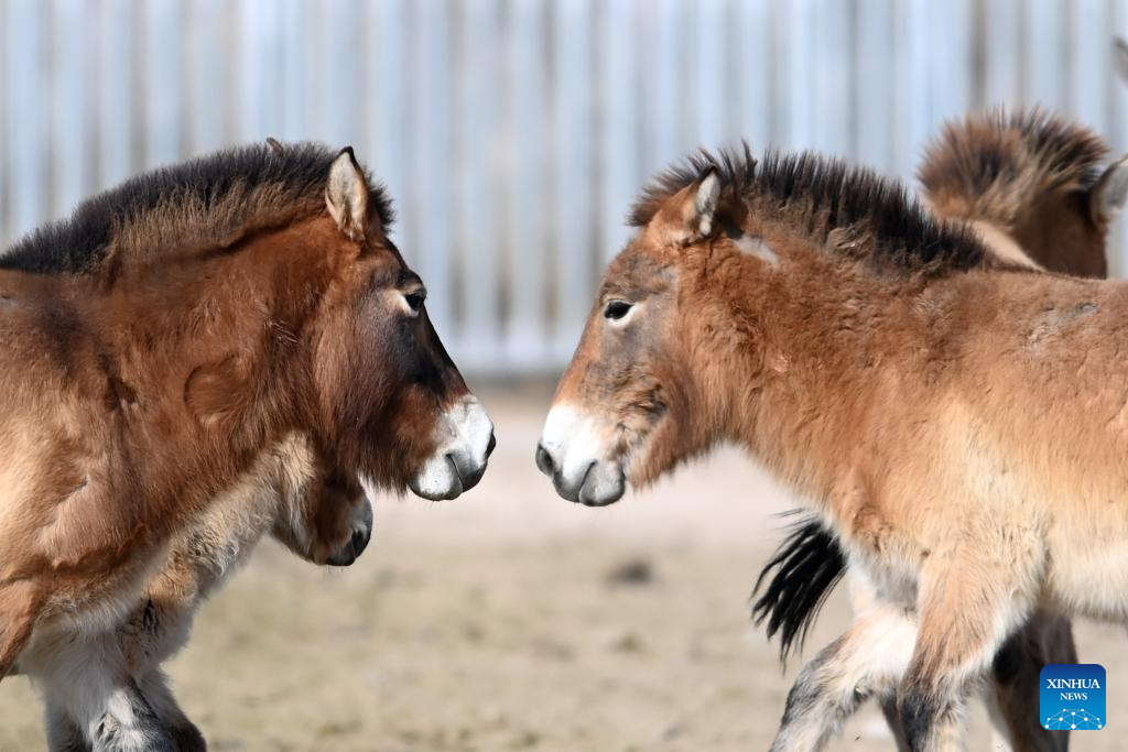 Kuda Przewalski di pangkalan pembiakan kuda Przewalski di Pusat Pelindungan Haiwan Terancam Gansu, bandar Wuwei, provinsi Gansu, barat laut China, 3 Februari 2026. (Xinhua/Chen Bin)