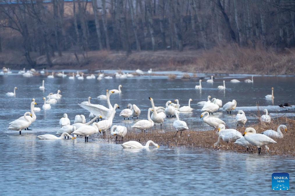 Swan dilihat di sungai Daling, bandar Chaoyang, provinsi Liaoning, 25 Februari 2026. (Xinhua/Hu Jingwen)