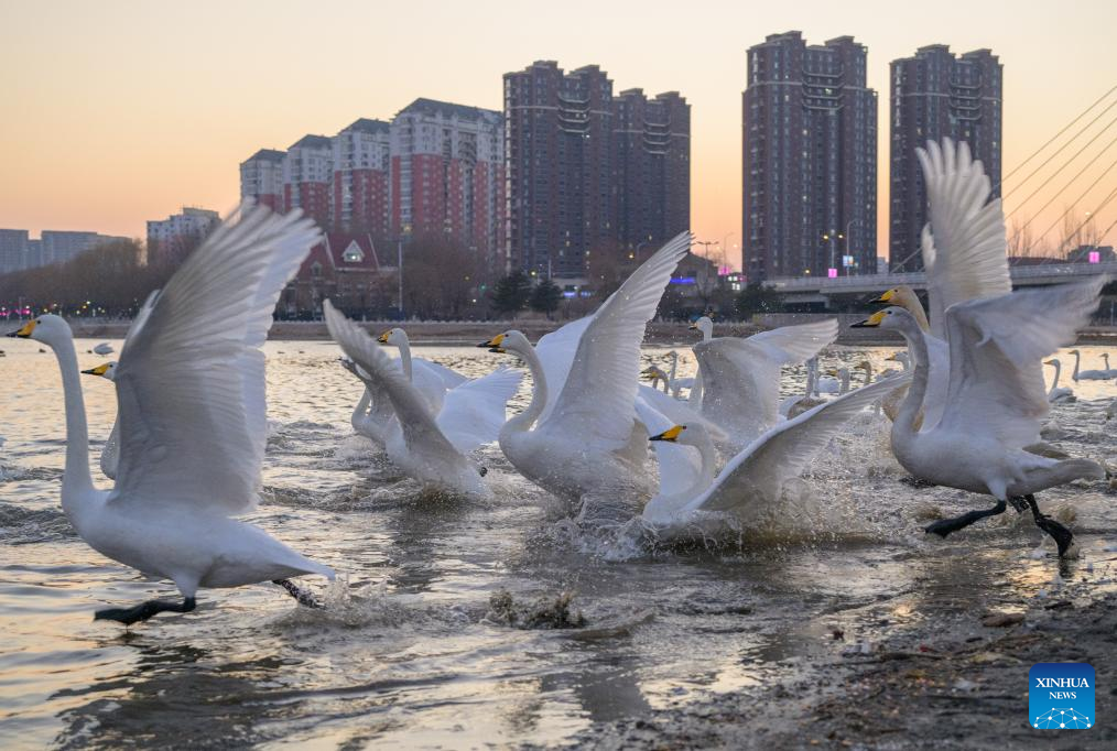 Burung swan berterbangan di sungai Daling, bandar Chaoyang, provinsi Liaoning, 24 Februari 2026. (Xinhua/Hu Jingwen)