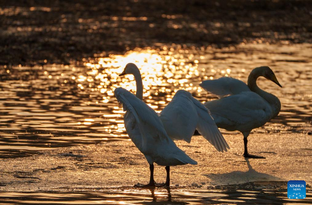 Swan dilihat di sungai Daling, bandar Chaoyang, provinsi Liaoning, 25 Februari 2026. (Xinhua/Hu Jingwen)