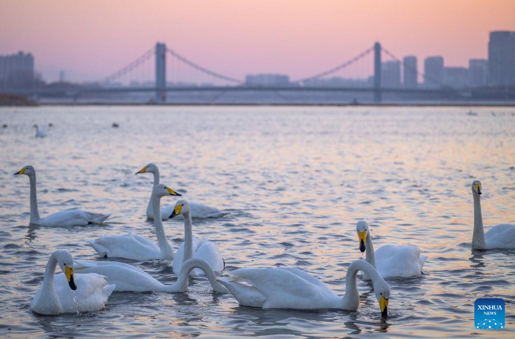 Burung swan berehat di sungai Daling, bandar Chaoyang, provinsi Liaoning, 25 Februari 2026. (Xinhua/Hu Jingwen)