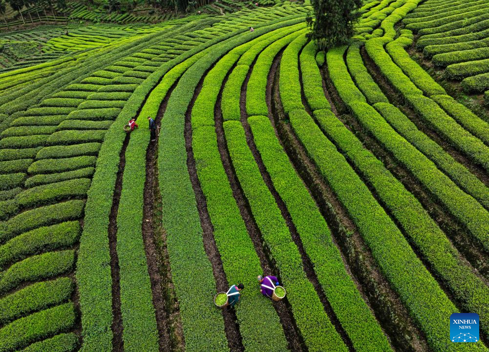 Seorang petani memetik daun teh di sebuah kebun teh di kampung Manbeng, kaunti Menghai, kawasan autonomi Dai Xishuangbanna, provinsi Yunnan, selatan China, 15 Mac 2026. (Foto oleh Li Yunsheng/Xinhua)
