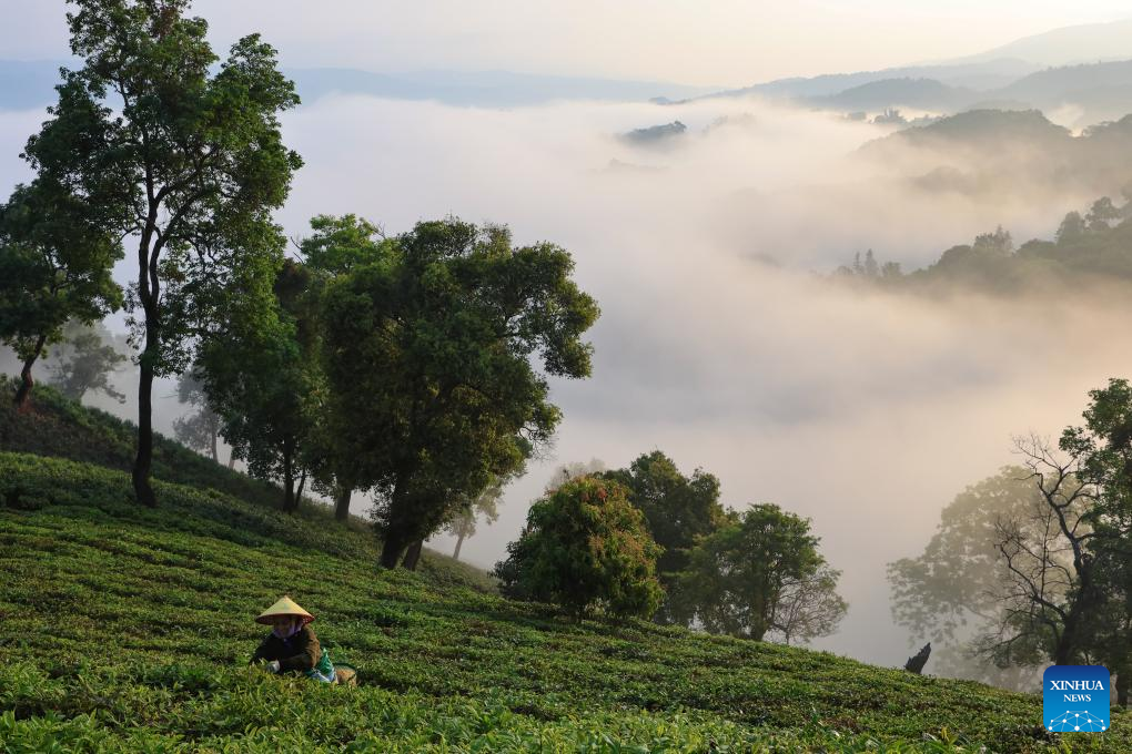Seorang petani memetik daun teh di sebuah kebun teh di kampung Manbeng, kaunti Menghai, kawasan autonomi Dai Xishuangbanna, provinsi Yunnan, selatan China, 15 Mac 2026. (Foto oleh Li Yunsheng/Xinhua)