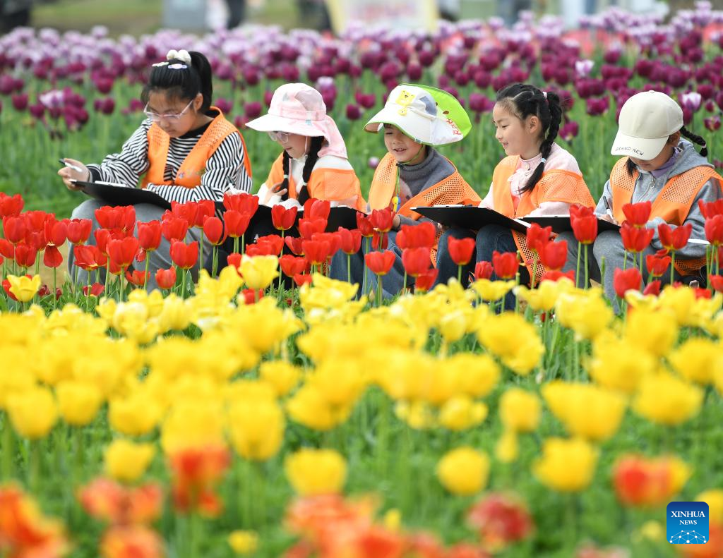 Kanak-kanak melukis di tengah-tengah bunga tulip di Chaohu, provinsi Anhui, timur China, 1 April 2026. (Ma Fengcheng/Xinhua)