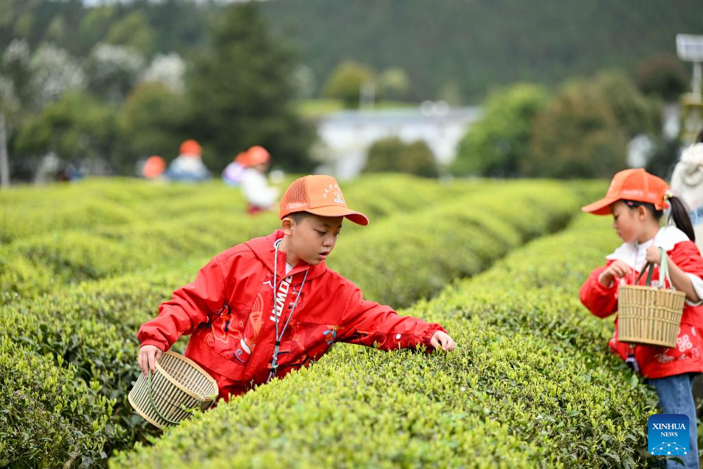 Kanak-kanak belajar memetik daun teh di sebuah kebun teh di kaunti Kaiyang, Guiyang, provinsi Guizhou, barat daya China, 1 April 2026. (Yuan Fuhong/Xinhua)