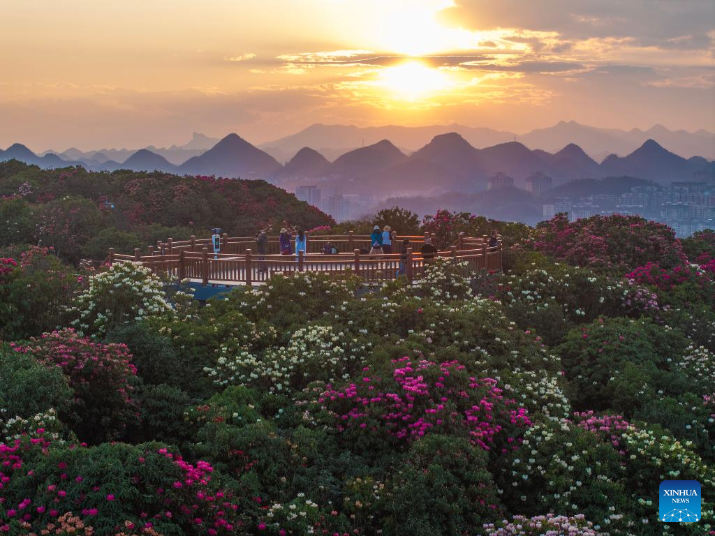 Foto dron menunjukkan pelancong melawat sebuah kawasan pemandangan azalea di bandar Bijie, provinsi Guizhou, barat daya China, 1 April 2026. (Xinhua/Yang Wenbin)