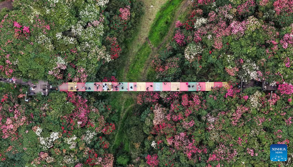 Foto dron menunjukkan pelancong melawat sebuah kawasan pemandangan azalea di bandar Bijie, provinsi Guizhou, barat daya China, 1 April 2026. (Xinhua/Yang Wenbin)