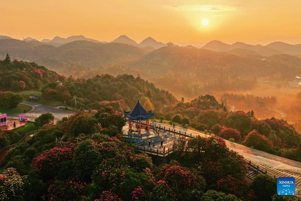 Foto dron menunjukkan pelancong melawat sebuah kawasan pemandangan azalea di bandar Bijie, provinsi Guizhou, barat daya China, 1 April 2026. (Xinhua/Chen He)