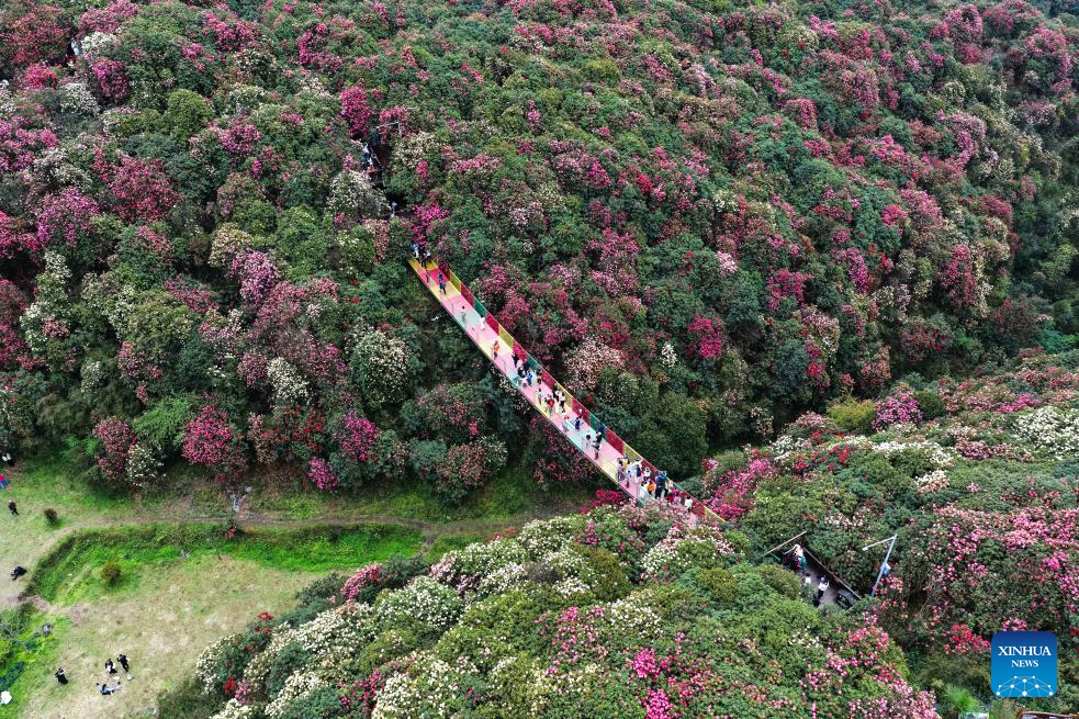Foto dron menunjukkan pelancong melawat sebuah kawasan pemandangan azalea di bandar Bijie, provinsi Guizhou, barat daya China, 1 April 2026. (Xinhua/Yang Wenbin)