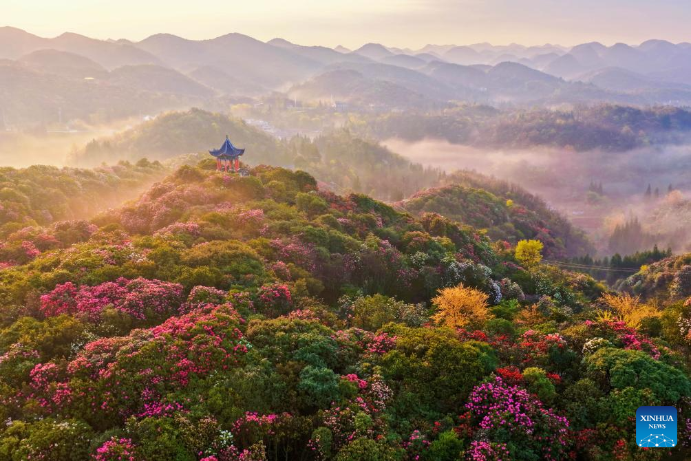 Foto dron menunjukkan bunga azalea dibaluti kabut pagi di sebuah kawasan pemandangan azalea di bandar Bijie, provinsi Guizhou, barat daya China, 1 April 2026. (Xinhua/Chen He)