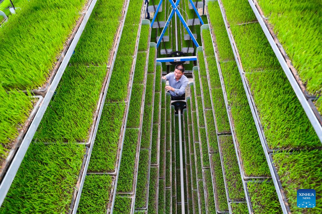 Seorang pekerja menguruskan anak benih padi di sebuah kilang benih pintar di kaunti Guangshan, bandar Xinyang, provinsi Henan, tengah China, 6 April 2026. (Xie Wanbo/Xinhua)