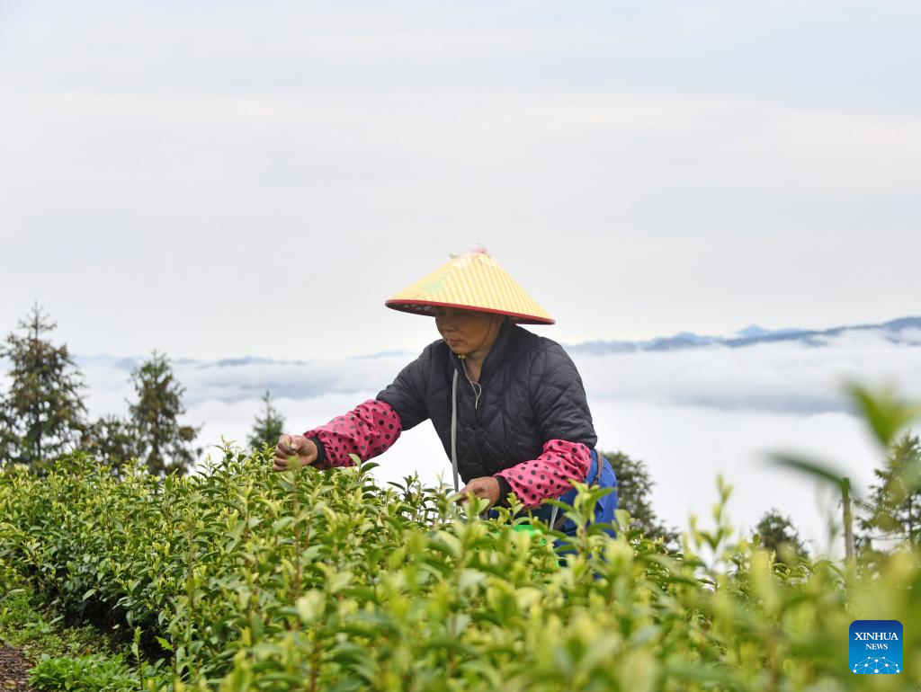 Seorang petani memetik daun teh di sebuah kebun di kampung Changling, kaunti Zigui, bandar Yichang di provinsi Hubei, tengah China, 12 April 2026. (Wang Huifu/Xinhua)