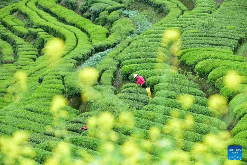 Seorang petani memetik daun teh di sebuah kebun di kampung Changling, kaunti Zigui, bandar Yichang di provinsi Hubei, tengah China, 12 April 2026. (Wang Huifu/Xinhua)