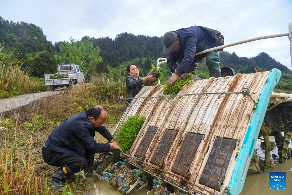Petani memindahkan anak padi di sebuah sawah di pekan Yuchi, kaunti autonomi Tujia Shizhu di Chongqing, barat daya China, 7 Mei 2026. (Xinhua/Tang Yi)