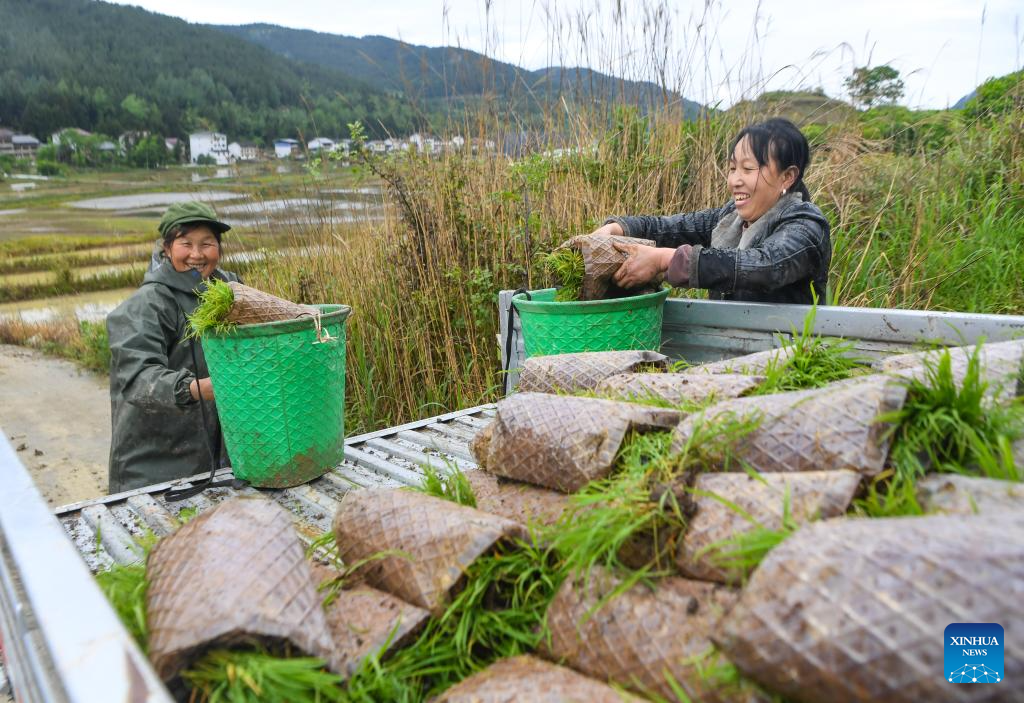 Petani memindahkan anak padi di sebuah sawah di pekan Yuchi, kaunti autonomi Tujia Shizhu di Chongqing, barat daya China, 7 Mei 2026. (Xinhua/Tang Yi)
