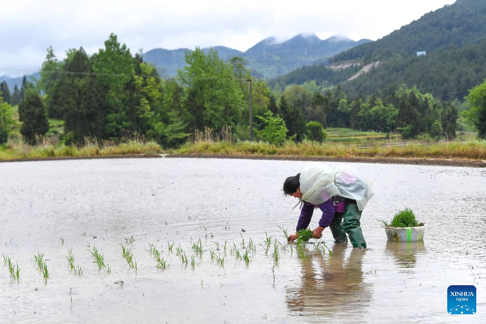 Seorang petani sibuk bekerja di sebuah sawah di pekan Yuchi, kaunti autonomi Tujia Shizhu di Chongqing, barat daya China, 7 Mei 2026. (Xinhua/Tang Yi)