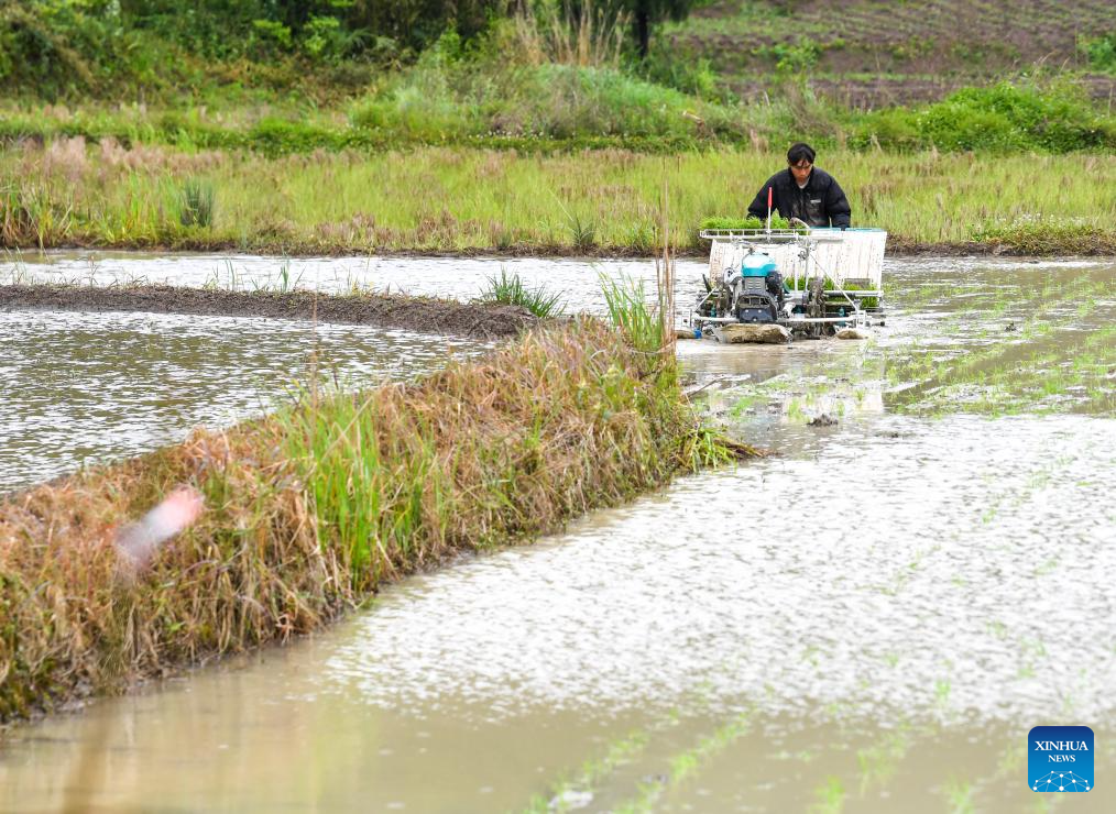 Seorang petani sibuk bekerja di sebuah sawah di pekan Yuchi, kaunti autonomi Tujia Shizhu di Chongqing, barat daya China, 7 Mei 2026. (Xinhua/Tang Yi)