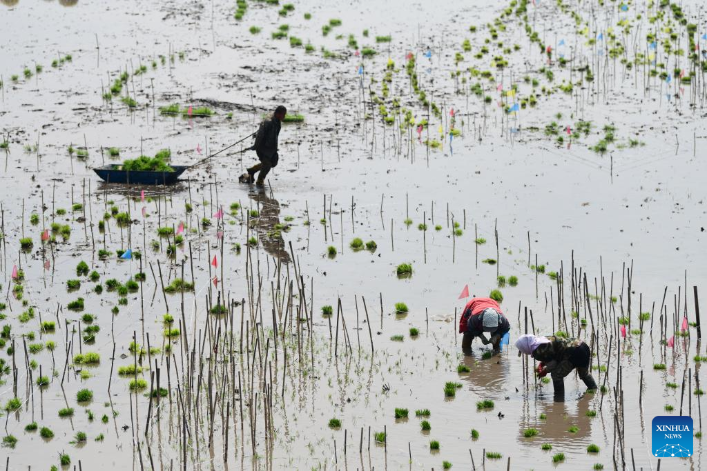Petani memindahkan anak benih padi di sebuah pangkalan penanaman di bandar Suihua, provinsi Heilongjiang, timur laut China, 11 Mei 2026. (Foto oleh Liu Huapeng/Xinhua)
