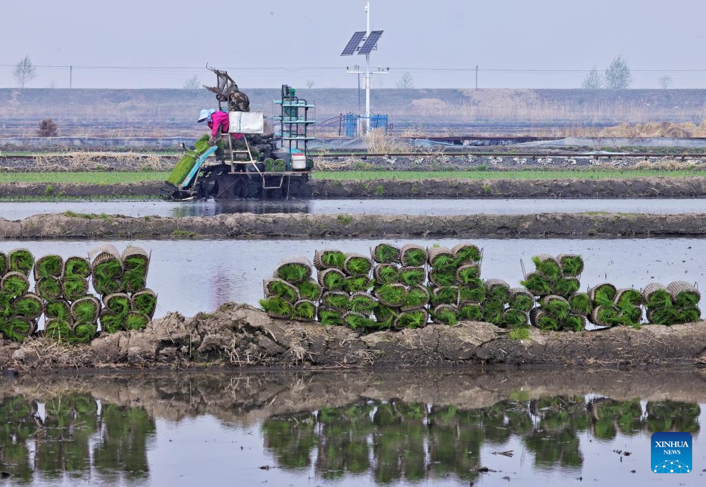Petani memindahkan anak benih padi di sebuah sawah di bandar Tongjiang, provinsi Heilongjiang, timur laut China, 12 Mei 2026. (Foto oleh Liu Wanping/Xinhua)