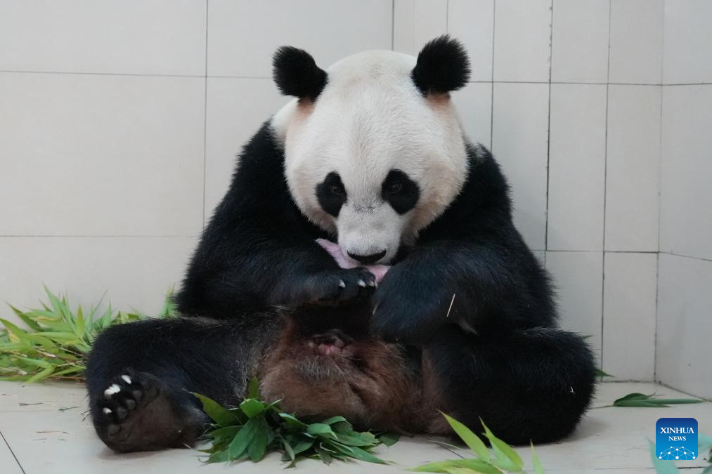 Ibu panda En En bersama anak di pangkalan Shenshuping kendalian Pusat Pemuliharaan dan Penyelidikan Panda Gergasi di provinsi Sichuan, barat daya China, Jun 2026. Anak panda ini selamat dilahirkan pada 10.31 pagi 4 Jun di pangkalan tersebut. (Pusat Pemuliharaan dan Penyelidikan Panda Gergasi China melalui Xinhua)