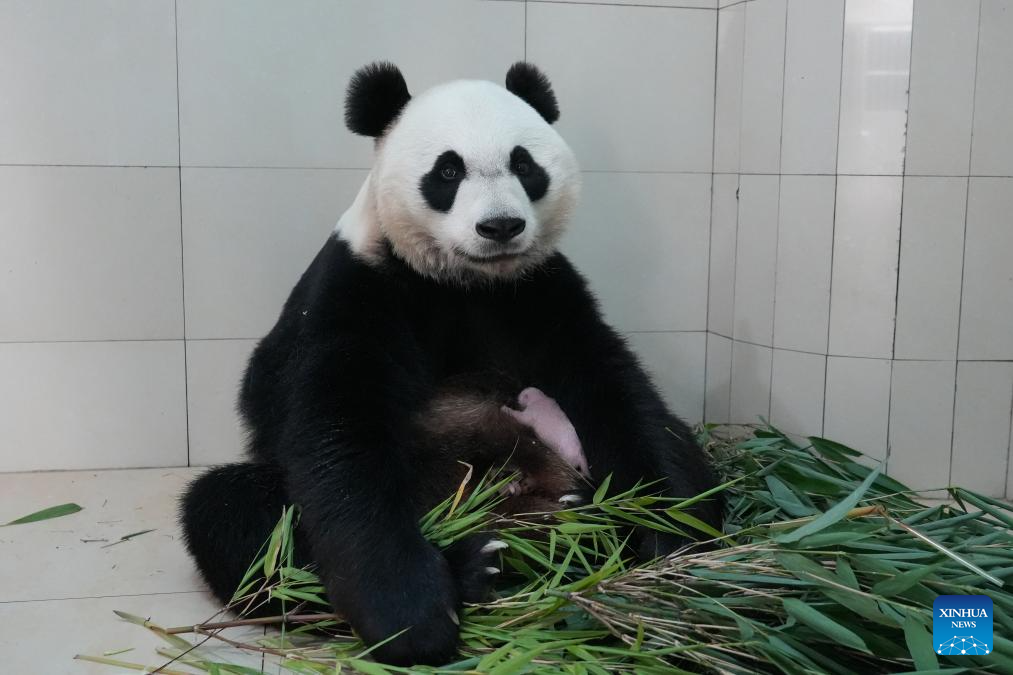 Ibu panda En En bersama anak di pangkalan Shenshuping kendalian Pusat Pemuliharaan dan Penyelidikan Panda Gergasi di provinsi Sichuan, barat daya China, Jun 2026. Anak panda ini selamat dilahirkan pada 10.31 pagi 4 Jun di pangkalan tersebut. (Pusat Pemuliharaan dan Penyelidikan Panda Gergasi China melalui Xinhua)