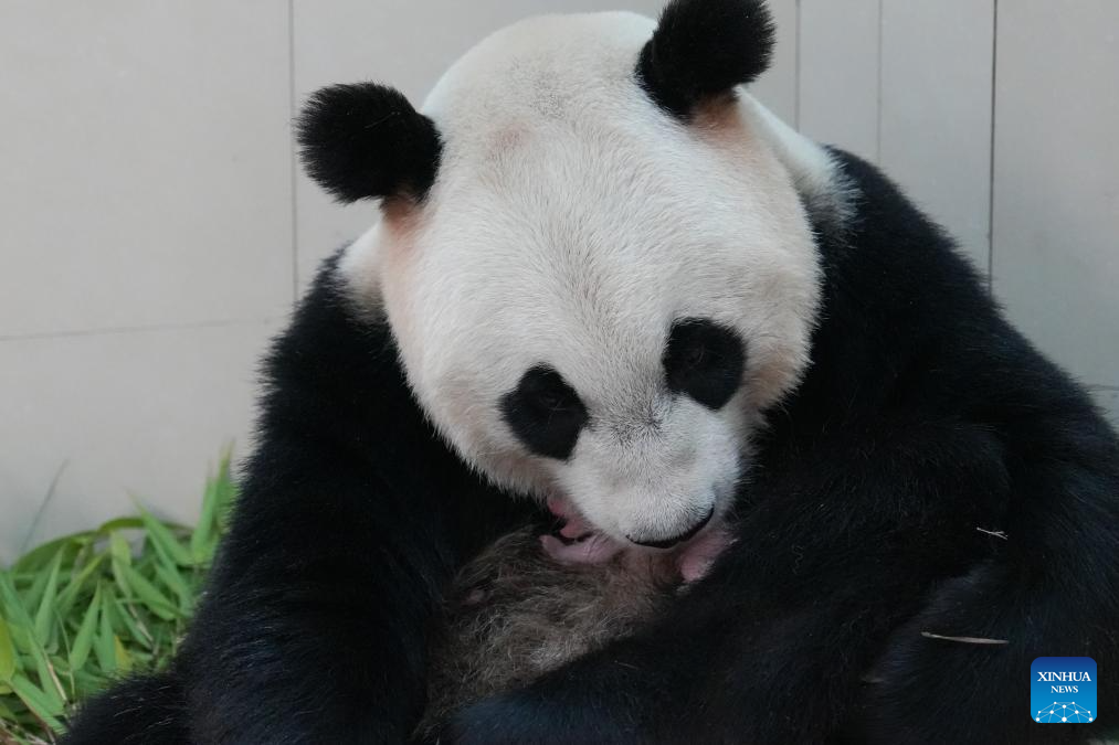 Ibu panda En En bersama anak di pangkalan Shenshuping kendalian Pusat Pemuliharaan dan Penyelidikan Panda Gergasi di provinsi Sichuan, barat daya China, Jun 2026. Anak panda ini selamat dilahirkan pada 10.31 pagi 4 Jun di pangkalan tersebut. (Pusat Pemuliharaan dan Penyelidikan Panda Gergasi China melalui Xinhua)