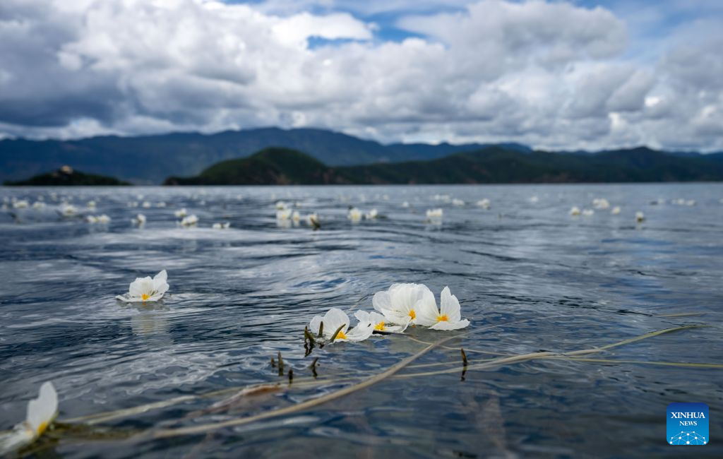 Bunga Ottelia acuminata bermekaran di di Tasik Lugu di sempadan antara kaunti autonomi Yi Ninglang di bandar Lijiang, provinsi Yunnan dan kaunti Yanyuan di kawasan autonomi Yi Liangshan, provinsi Sichuan, 3 Julai 2026. (Xinhua/Jiang Wenyao)