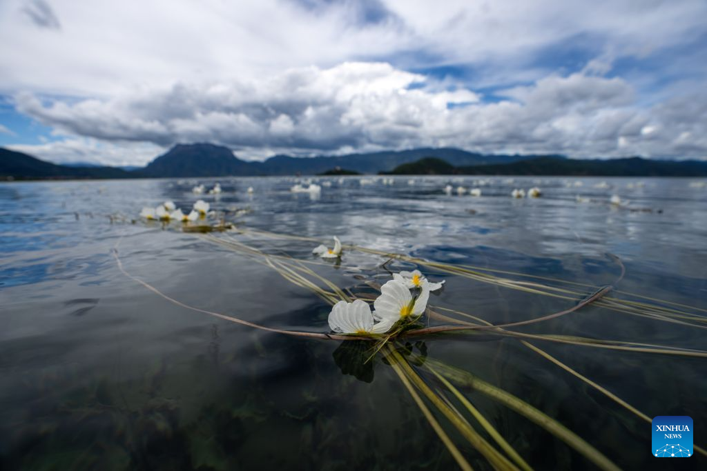 Bunga Ottelia acuminata bermekaran di di Tasik Lugu di sempadan antara kaunti autonomi Yi Ninglang di bandar Lijiang, provinsi Yunnan dan kaunti Yanyuan di kawasan autonomi Yi Liangshan, provinsi Sichuan, 3 Julai 2026. (Xinhua/Jiang Wenyao)